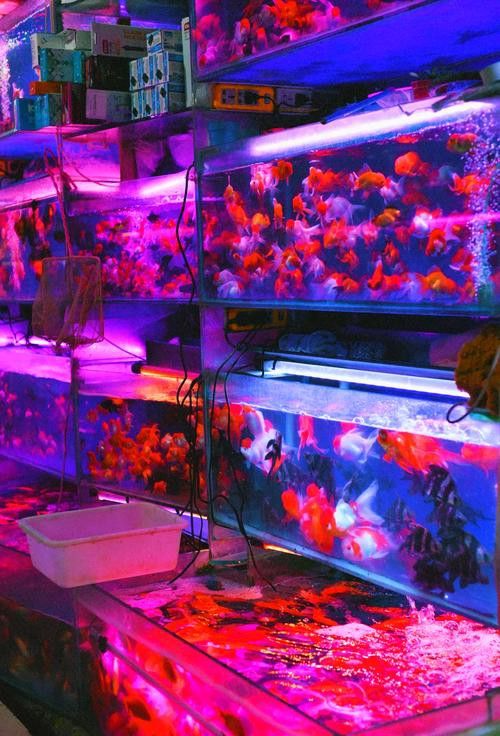 成都哪里有賣銀龍魚的