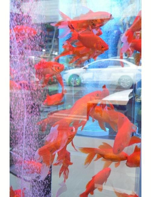 成都哪里有賣銀龍魚的