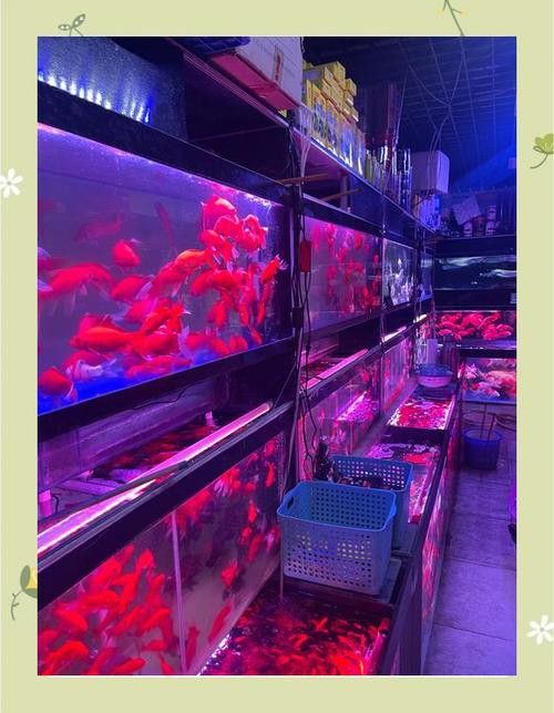 成都哪里有賣銀龍魚的 成都哪里有賣銀龍魚的 龍魚百科 第6張