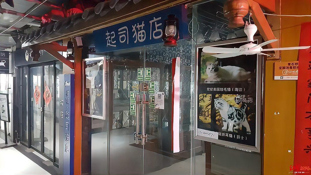 成都哪里有賣銀龍魚的 成都哪里有賣銀龍魚的 龍魚百科 第7張