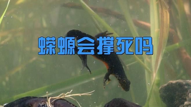 如何判斷小火龍魚(yú)是否窒息？ 如何判斷小火龍魚(yú)是否窒息？ 龍魚(yú)百科 第4張