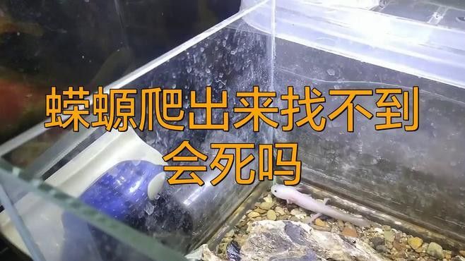 如何判斷小火龍魚(yú)是否窒息？ 如何判斷小火龍魚(yú)是否窒息？ 龍魚(yú)百科 第5張