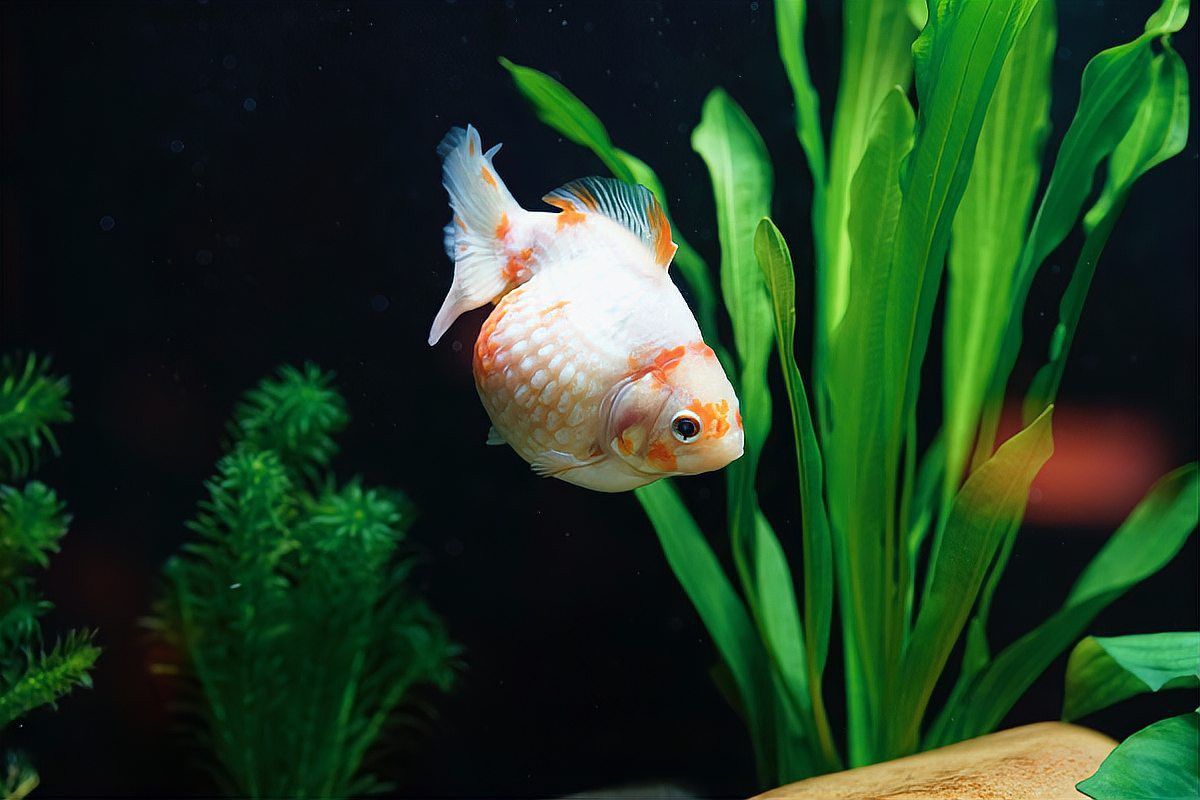 如何判斷小火龍魚(yú)是否窒息？ 如何判斷小火龍魚(yú)是否窒息？ 龍魚(yú)百科 第10張