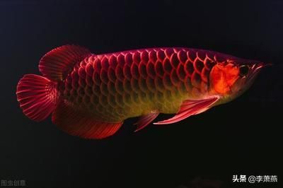 紅龍魚(yú)最低能承受多少度的低溫：紅龍魚(yú)最低能承受的低溫大約是24攝氏度，但它們也能承受低溫 紅龍魚(yú)最低能承受多少度的低溫：紅龍魚(yú)最低能承受的低溫大約是24攝氏度，但它們也能承受低溫 龍魚(yú)百科 第3張