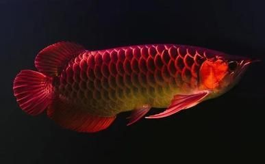 紅龍魚(yú)最低能承受多少度的低溫：紅龍魚(yú)最低能承受的低溫大約是24攝氏度，但它們也能承受低溫 紅龍魚(yú)最低能承受多少度的低溫：紅龍魚(yú)最低能承受的低溫大約是24攝氏度，但它們也能承受低溫 龍魚(yú)百科 第2張