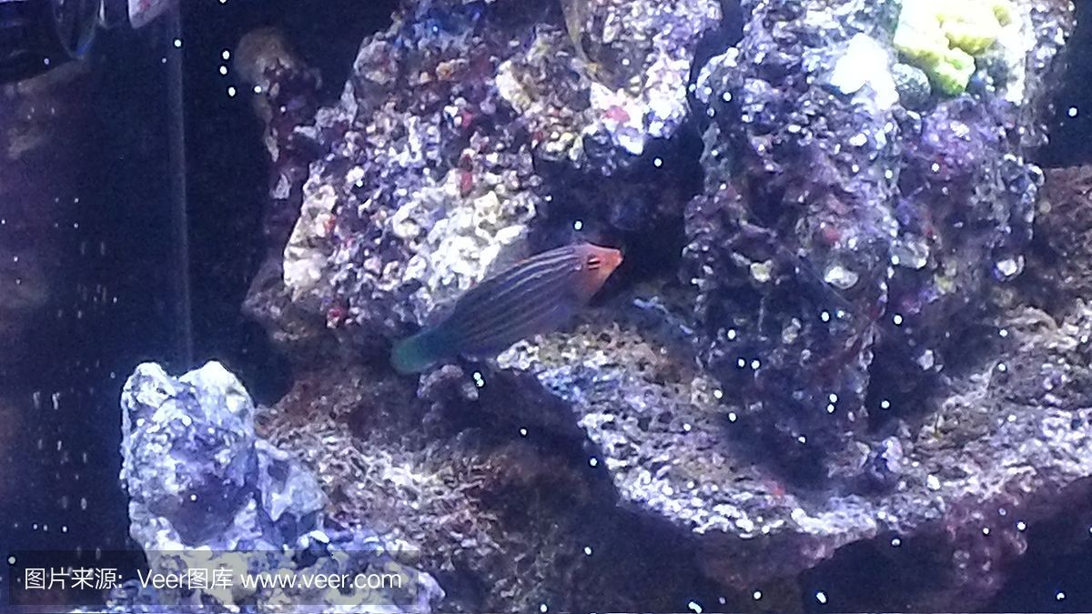紅龍海水魚適應新環境的飼養秘籍珊瑚缸的養護秘訣：珊瑚缸的養護秘籍 紅龍海水魚適應新環境的飼養秘籍珊瑚缸的養護秘訣：珊瑚缸的養護秘籍 龍魚百科 第2張