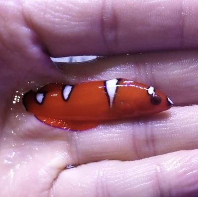 紅龍海水魚適應新環境的飼養秘籍珊瑚缸的養護秘訣：珊瑚缸的養護秘籍 紅龍海水魚適應新環境的飼養秘籍珊瑚缸的養護秘訣：珊瑚缸的養護秘籍 龍魚百科 第3張