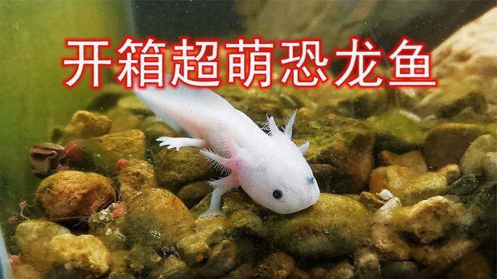 六角恐龍魚(yú)尾巴爛了怎么辦：六角恐龍魚(yú)尾巴斷了之后是否能夠重新生長(zhǎng)