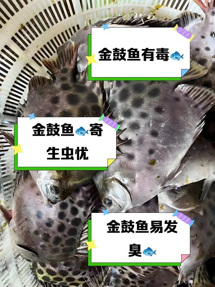 金鼓魚盡量少吃的原因 金鼓魚盡量少吃的原因 龍魚百科 第3張