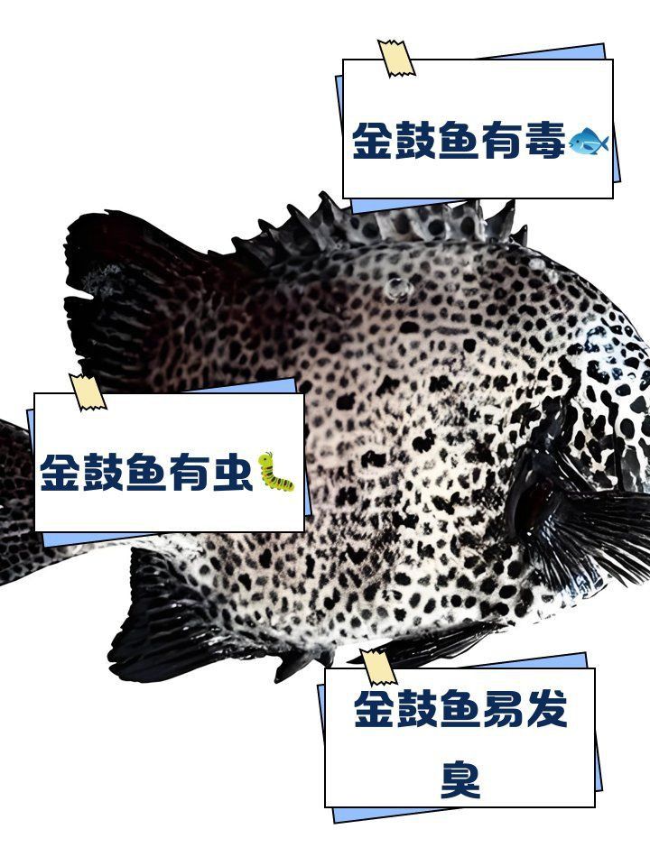 金鼓魚盡量少吃的原因 金鼓魚盡量少吃的原因 龍魚百科 第1張