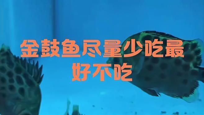 金鼓魚盡量少吃的原因 金鼓魚盡量少吃的原因 龍魚百科 第7張