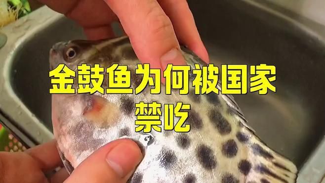 金鼓魚盡量少吃的原因 金鼓魚盡量少吃的原因 龍魚百科 第9張