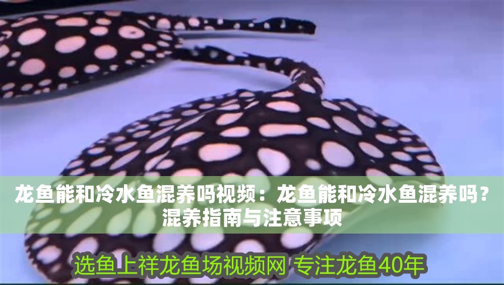 20 厘米的小龍魚喂食什么好（20厘米左右的龍魚喂什么比較合適） 20 厘米的小龍魚喂食什么好（20厘米左右的龍魚喂什么比較合適） 龍魚百科 第1張