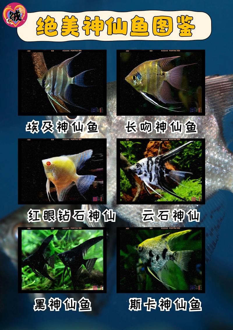 埃及神仙魚可以和龍魚混養嗎圖片