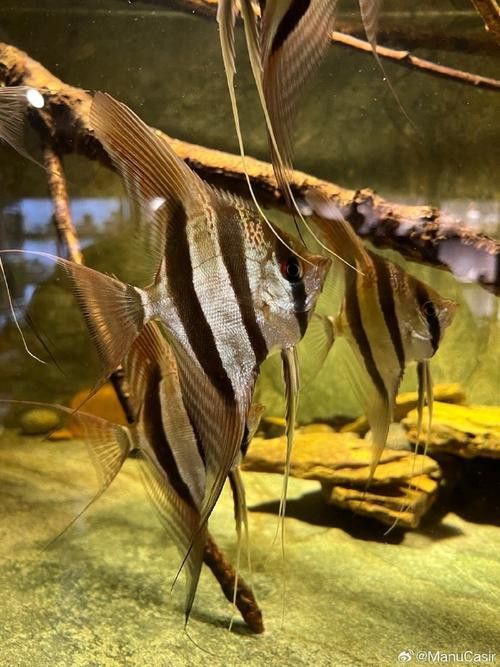 埃及神仙魚可以和龍魚混養嗎圖片