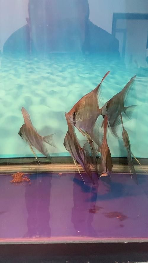 埃及神仙魚可以和龍魚混養嗎圖片