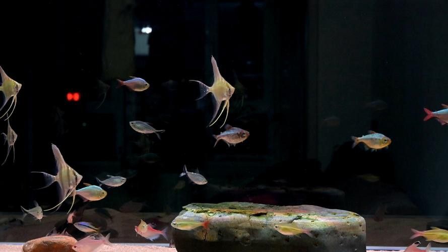 埃及神仙魚可以和龍魚混養嗎圖片