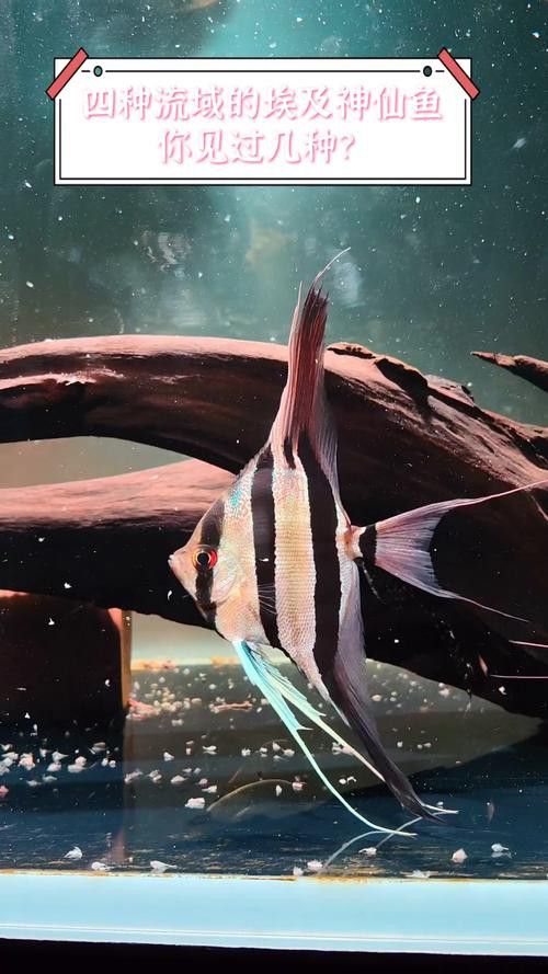 埃及神仙魚可以和龍魚混養嗎圖片