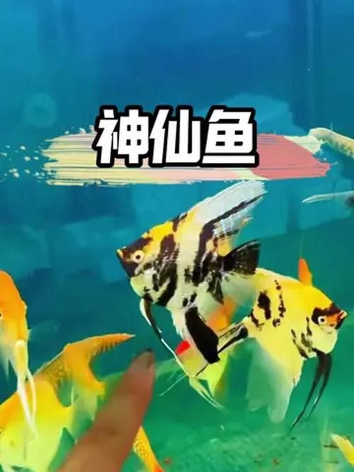 埃及神仙魚可以和龍魚混養嗎圖片