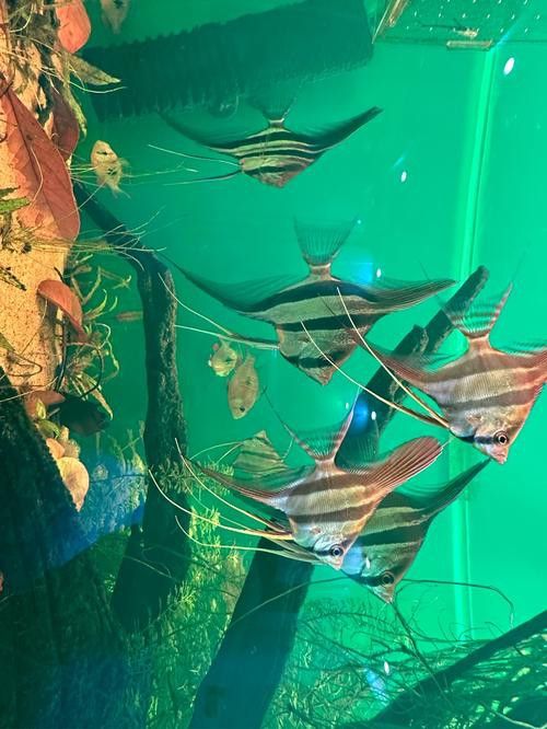 埃及神仙魚可以和龍魚混養嗎圖片