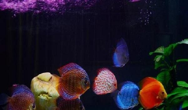 埃及神仙魚可以和龍魚混養嗎圖片