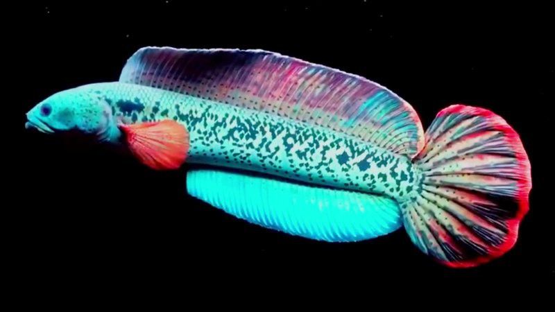 埃及神仙魚可以和龍魚混養嗎圖片