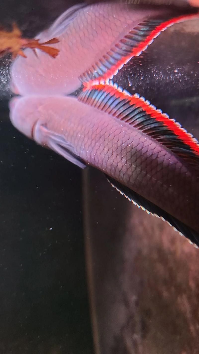 雷龍魚白點病圖片
