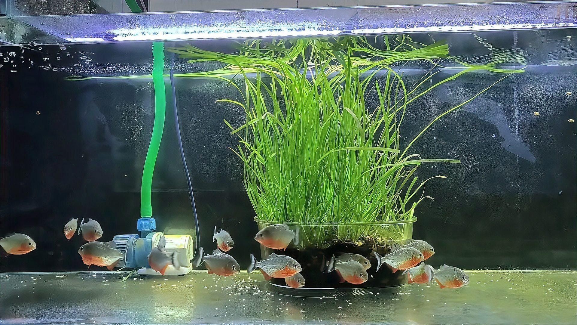 雷龍魚白點病圖片