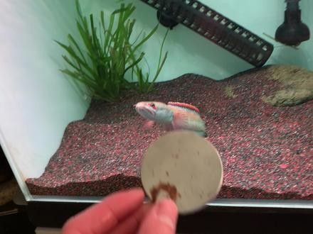 雷龍魚白點病圖片