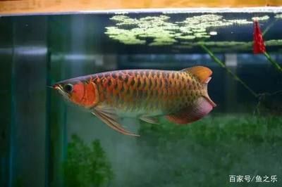 龍魚是否食用蘋果螺（龍魚可以吃蘋果螺嗎，龍魚可以吃蘋果螺的結(jié)論是什么） 龍魚是否食用蘋果螺（龍魚可以吃蘋果螺嗎，龍魚可以吃蘋果螺的結(jié)論是什么） 龍魚百科 第1張
