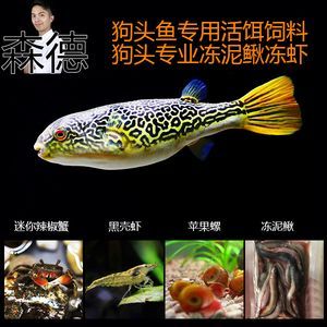 龍魚是否食用蘋果螺（龍魚可以吃蘋果螺嗎，龍魚可以吃蘋果螺的結(jié)論是什么） 龍魚是否食用蘋果螺（龍魚可以吃蘋果螺嗎，龍魚可以吃蘋果螺的結(jié)論是什么） 龍魚百科 第5張