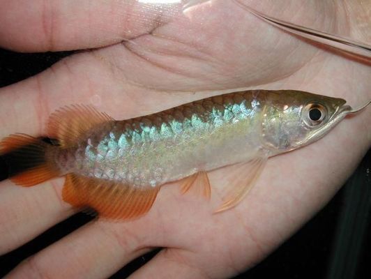 剛買的小龍魚怎么開口喂食（剛購買的小龍魚可能因為環境變化而不愿開口進食）