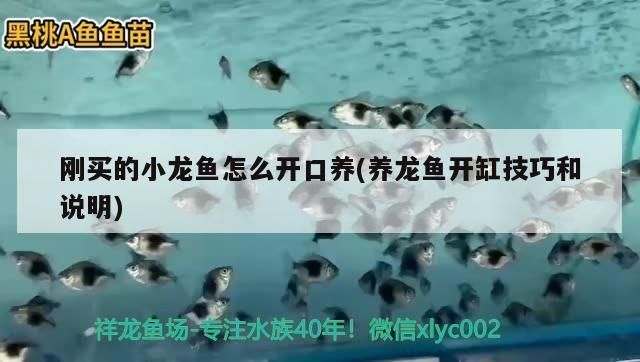 剛買的小龍魚怎么開口喂食（剛購買的小龍魚可能因為環境變化而不愿開口進食）