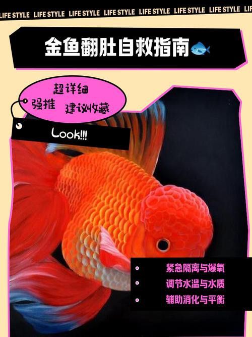 金龍魚撞缸翻肚皮