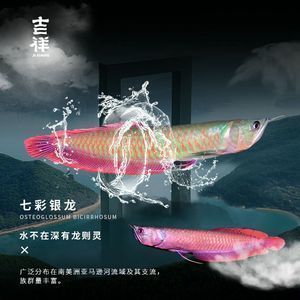 七彩銀龍魚和銀龍哪個貴：七彩銀龍魚與銀龍魚的價格差異 七彩銀龍魚和銀龍哪個貴：七彩銀龍魚與銀龍魚的價格差異 龍魚百科