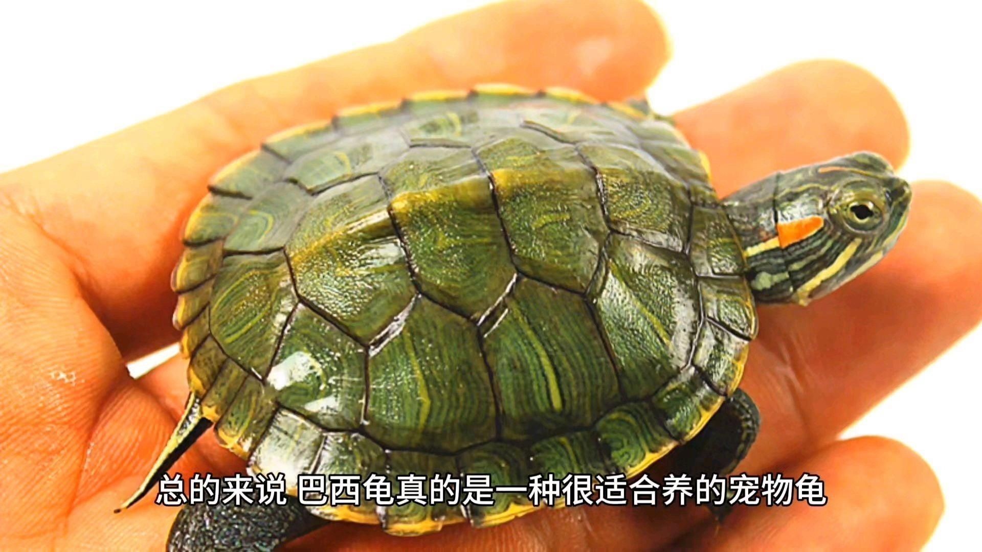 金粉巴西龜好養嗎
