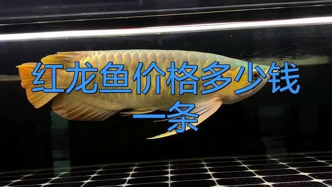 紅背金龍魚(yú)的價(jià)格范圍