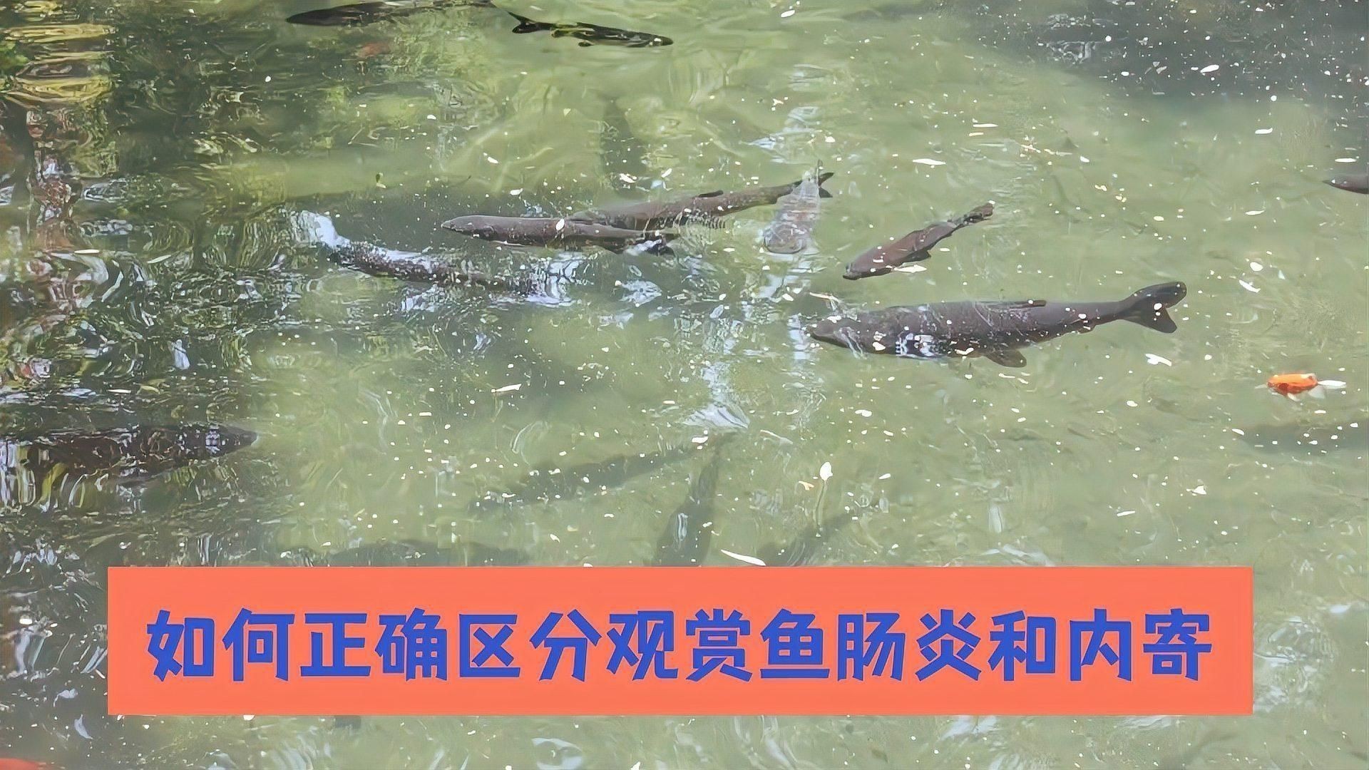如何判斷魚是否感染了內寄？
