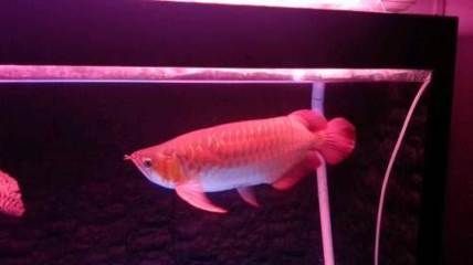 赤血龍魚怎么樣:赤血龍魚,神秘的淡水之王 龍魚百科 第2張 赤血龍魚怎么樣:赤血龍魚,神秘的淡水之王 赤血龍魚怎么樣:赤血龍魚,神秘的淡水之王 龍魚百科 第2張