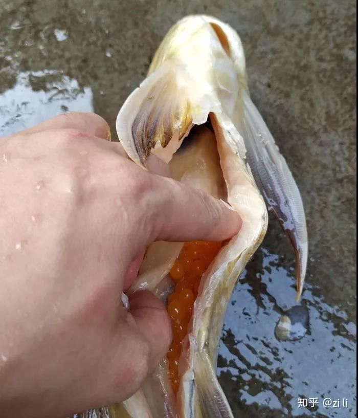 如何預防龍魚憋卵？