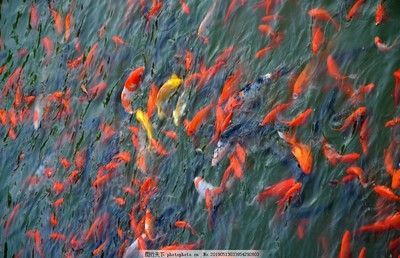 青龍魚的照片：青龍魚與紅龍魚的區別,