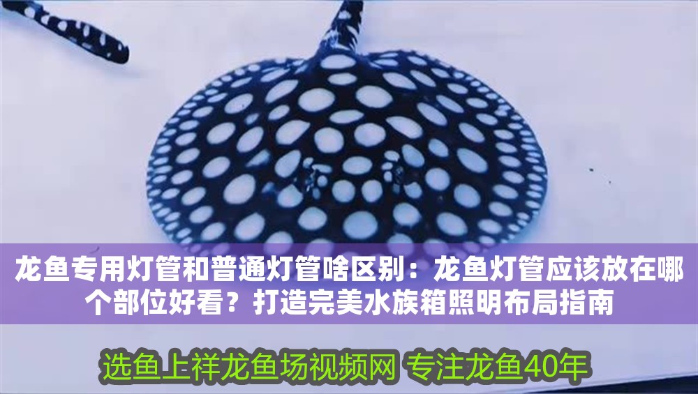 龍魚(yú)專(zhuān)用燈管和普通燈管啥區(qū)別：龍魚(yú)燈管應(yīng)該放在哪個(gè)部位好看？打造完美水族箱照明布局指南