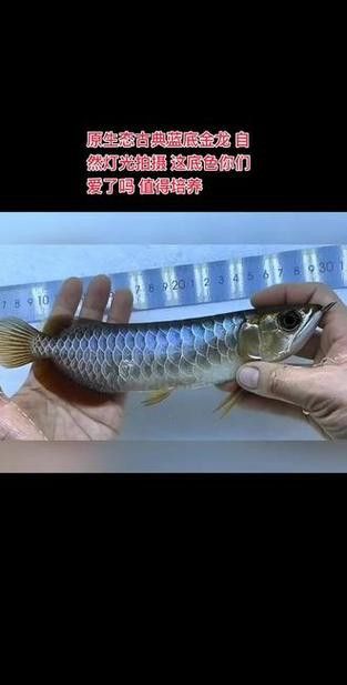 如何選擇適合藍(lán)底高背金龍的LED燈？