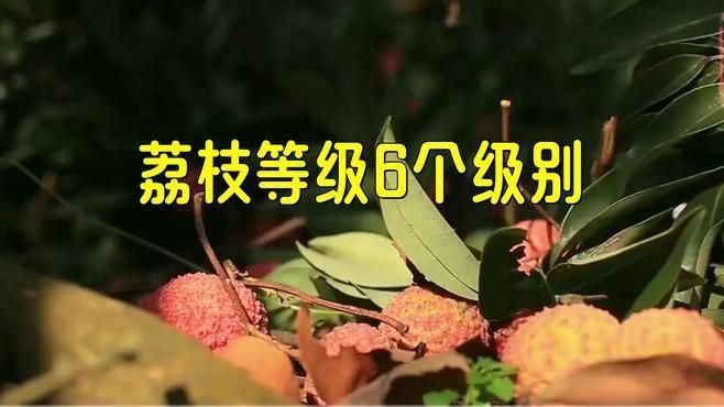 荔枝鳳冠魚屬于什么檔次 荔枝鳳冠魚屬于什么檔次 龍魚百科 第1張