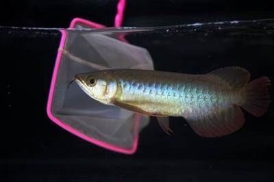 卡普瓦斯龍魚怎么樣？（卡普瓦斯龍魚的市場價格） 卡普瓦斯龍魚怎么樣？（卡普瓦斯龍魚的市場價格） 龍魚百科 第4張