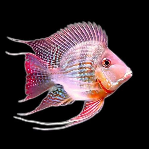 龍魚虎魚混養尺寸圖片大全