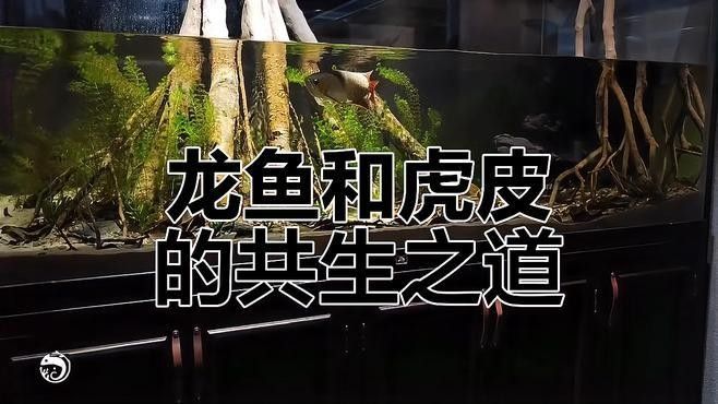 龍魚虎魚混養尺寸圖片大全