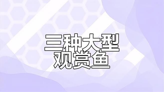 龍魚虎魚混養尺寸圖片大全