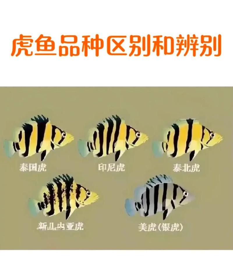 龍魚虎魚混養尺寸圖片大全