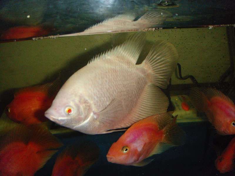 發財魚和銀龍魚混養 發財魚和銀龍魚混養 龍魚百科 第3張